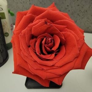 Meet your Posher, Tami